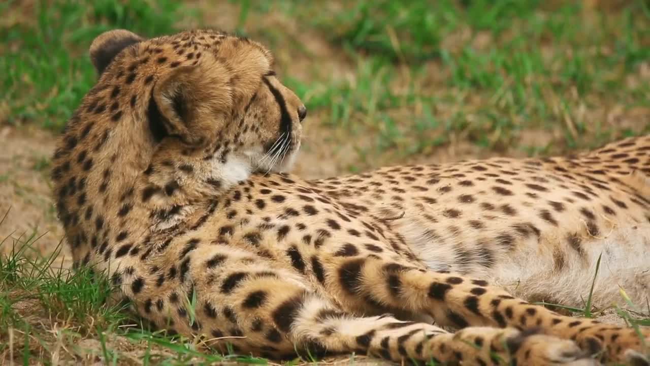 Download Video Stock Cheetah Resting On The Ground Live Wallpaper For PC