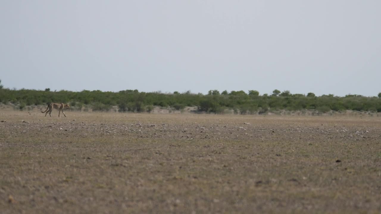 Download Video Stock Cheetah Hunting On A Herd Of Wildebeest Live Wallpaper For PC