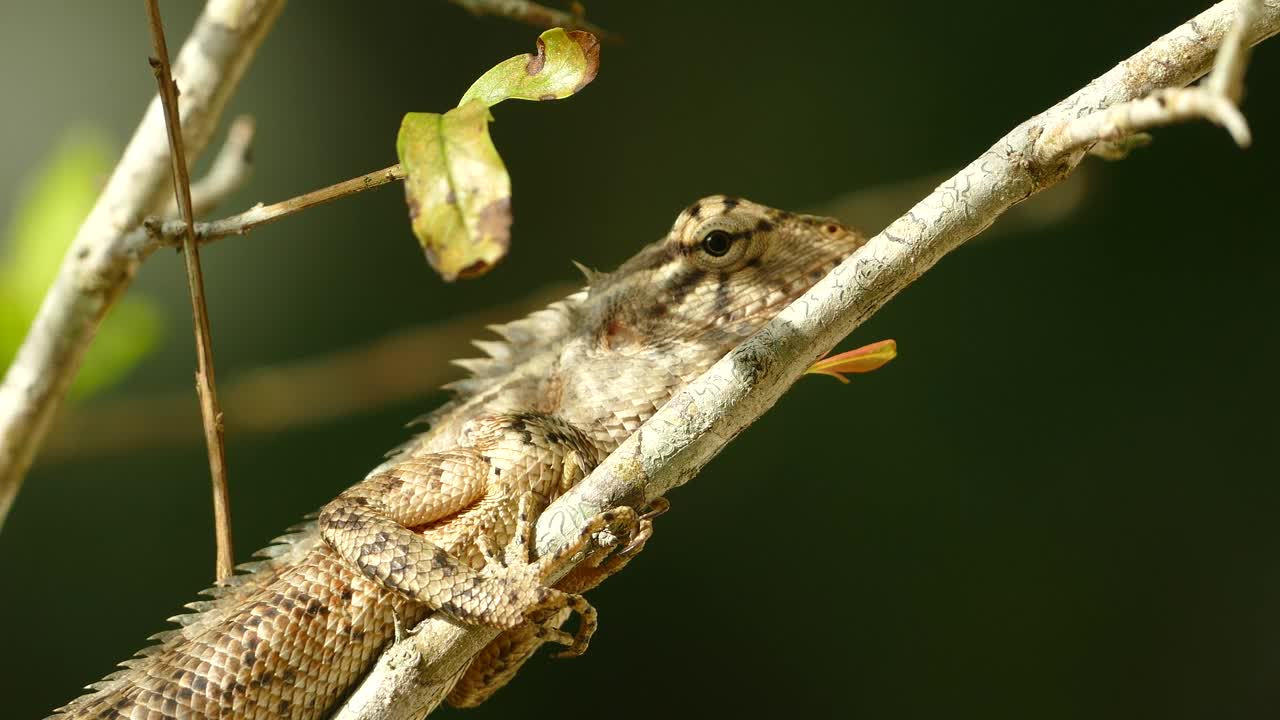 Download Video Stock Chameleon Resting On A Branch Live Wallpaper For PC