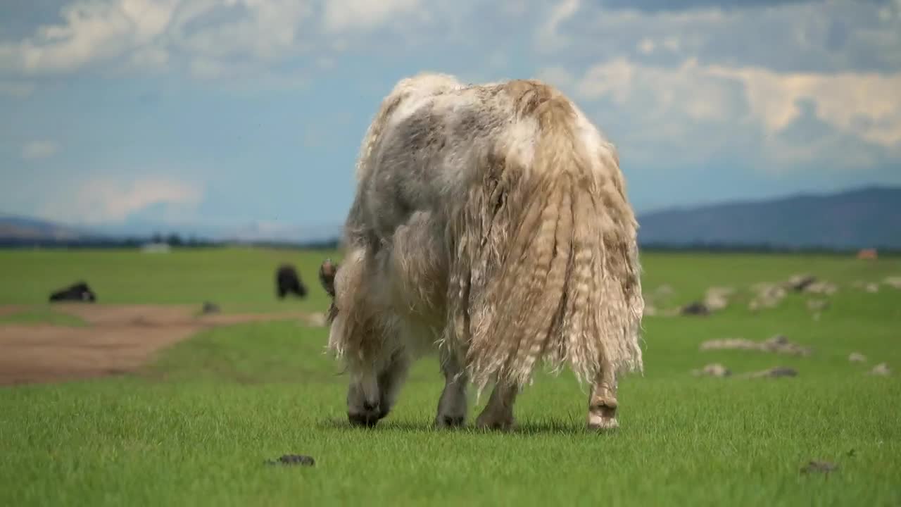 Download Video Stock Cattle Grazing In The Valley Live Wallpaper For PC