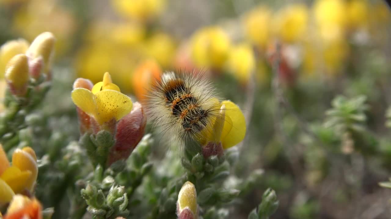 Download Video Stock Caterpillar Eating A Yellow Flower Live Wallpaper For PC