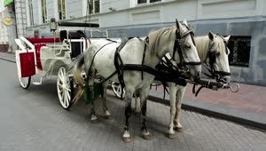 Download Video Stock Carriage Horses In The Street Live Wallpaper For PC