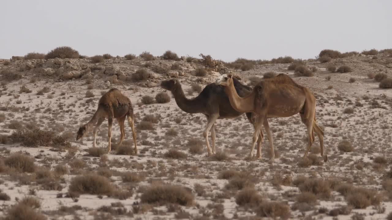 Download Video Stock Camel Herd Walking On A Desert Live Wallpaper For PC