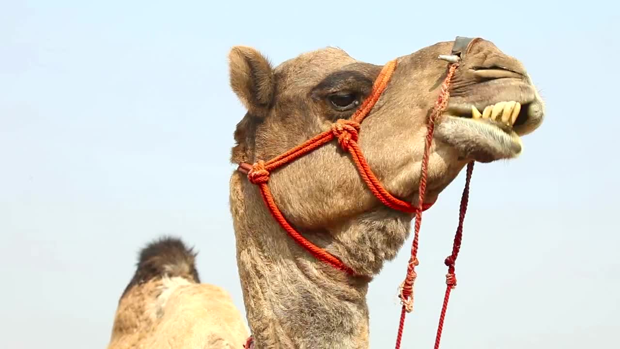 Download Video Stock Camel Chewing His Food Live Wallpaper For PC