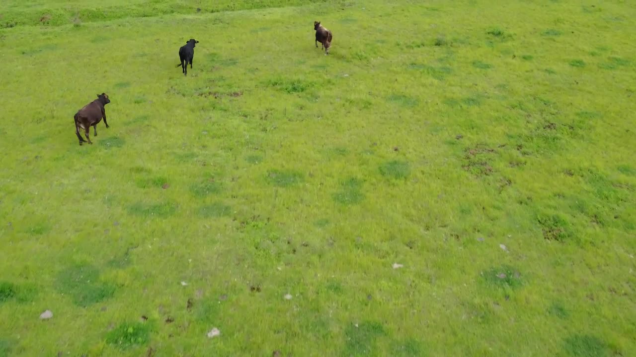 Download Video Stock Calves In A Meadow In An Aerial Shot Live Wallpaper For PC