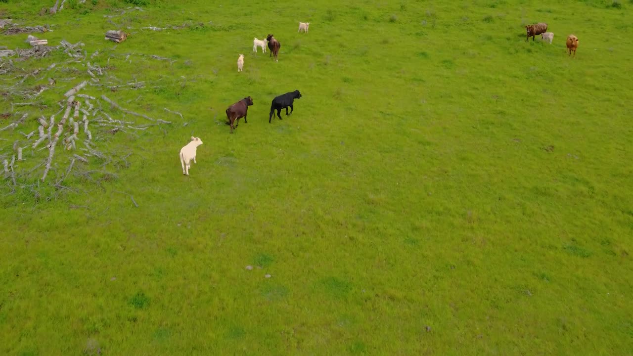 Download Video Stock Calves Feeding In A Meadow With Grass Live Wallpaper For PC