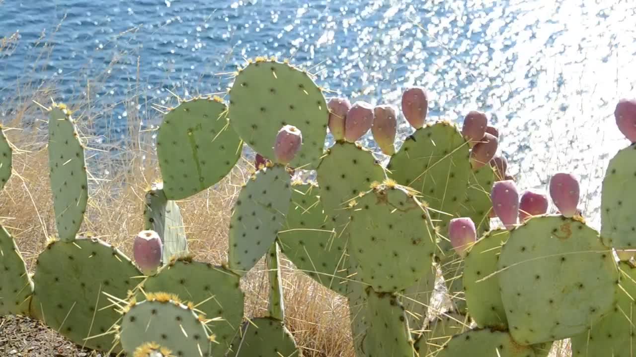 Download Video Stock Cactuses By The Ocean Live Wallpaper For PC