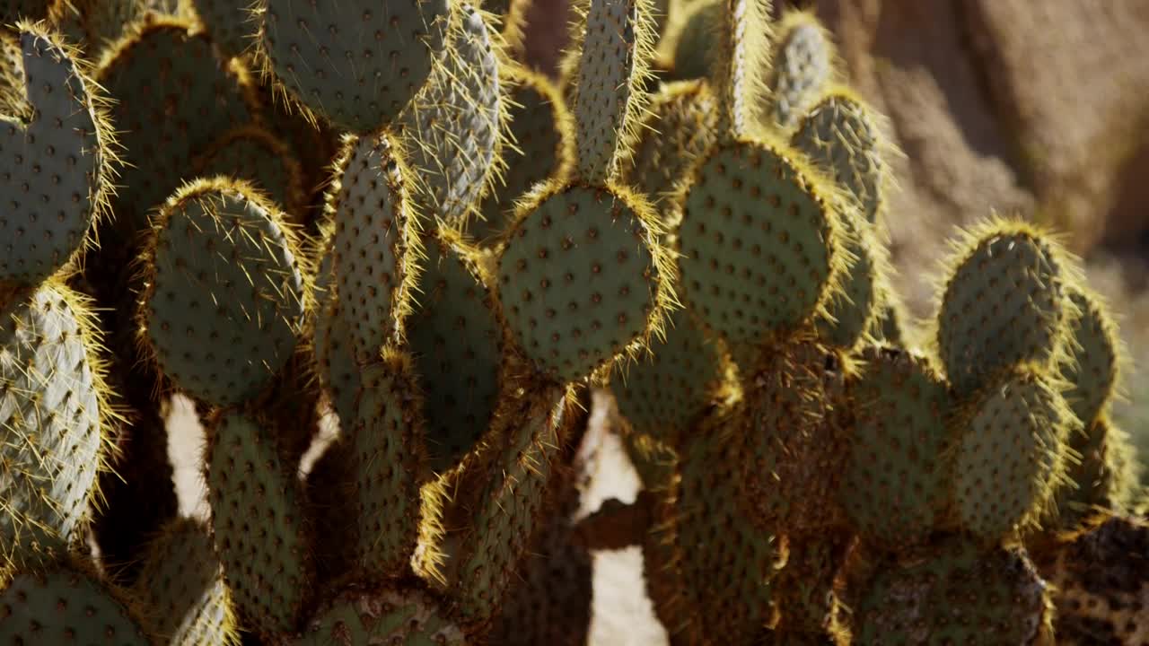 Download Video Stock Cactus Plant On A Sunny Day Live Wallpaper For PC