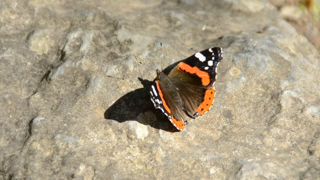 Download Video Stock Butterfly Sitting On A Rock Live Wallpaper For PC