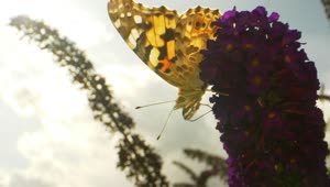 Download Video Stock Butterfly Resting On A Flower Live Wallpaper For PC