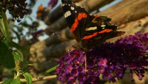 Download Video Stock Butterfly On A Flower Live Wallpaper For PC