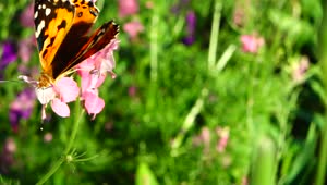 Download Video Stock Butterfly In A Meadow Live Wallpaper For PC