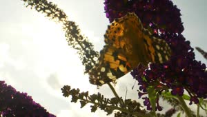 Download Video Stock Butterfly Hanging Off Of A Flower Live Wallpaper For PC