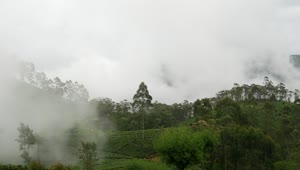Download Video Stock Clouds Moving Over A Tea Plantations Live Wallpaper For PC