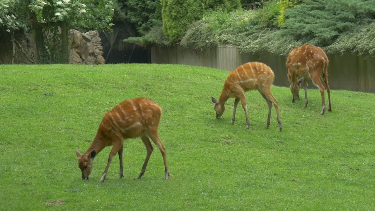 Download Stock Video Deers Grazing In The Grass Live Wallpaper For PC