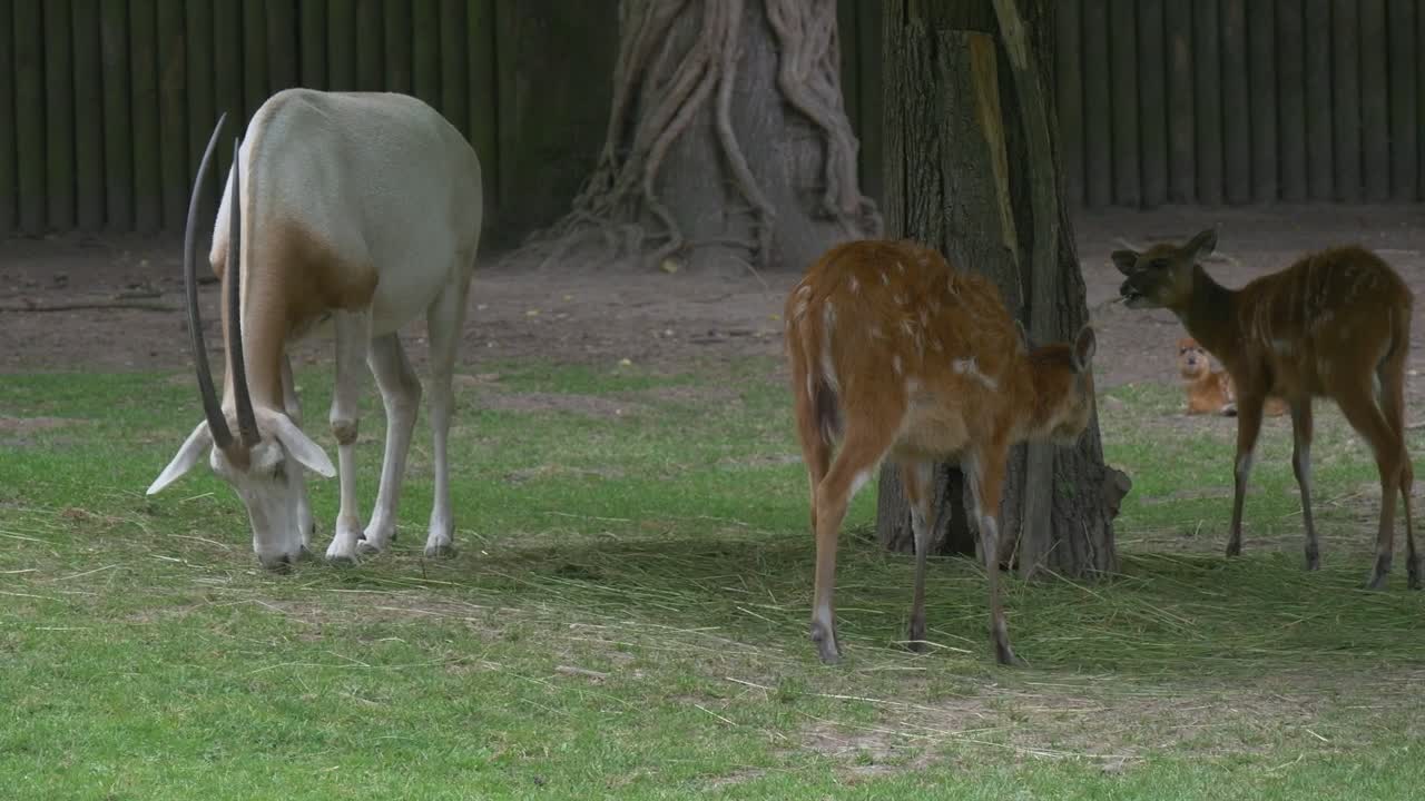 Download Stock Video Deers And A Goat Grazing In The Zoo Live Wallpaper For PC