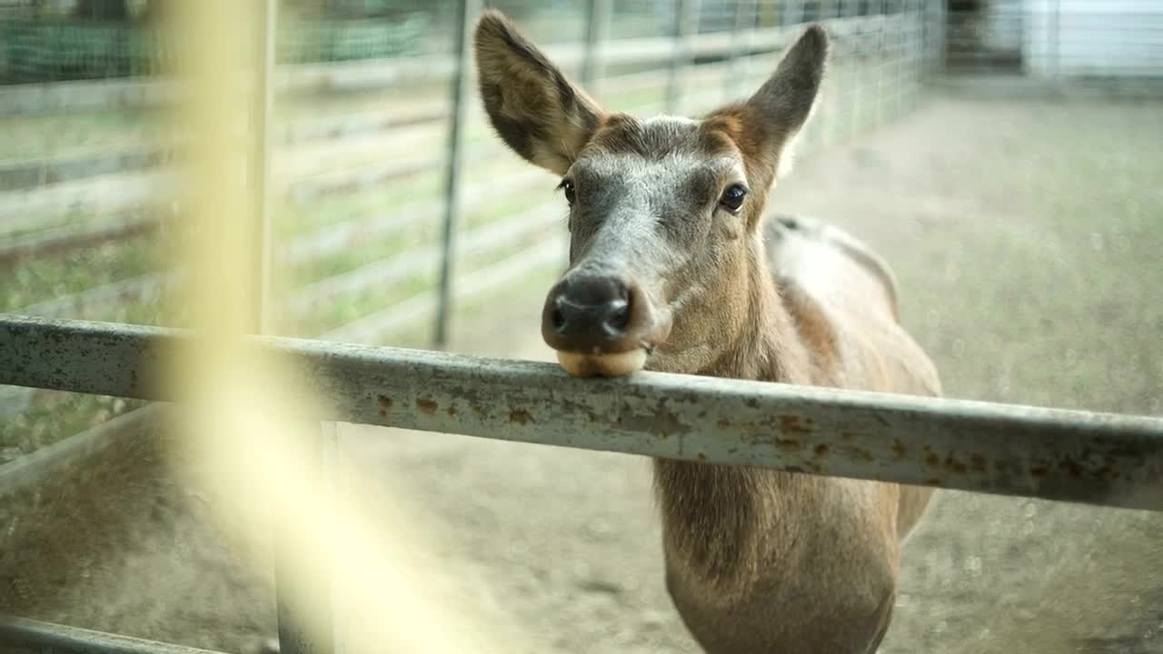 Download Stock Video Deer Standing In A Zoo Live Wallpaper For PC