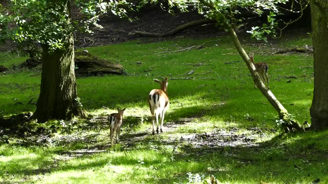 Download Stock Video Deer Family In Nature Live Wallpaper For PC