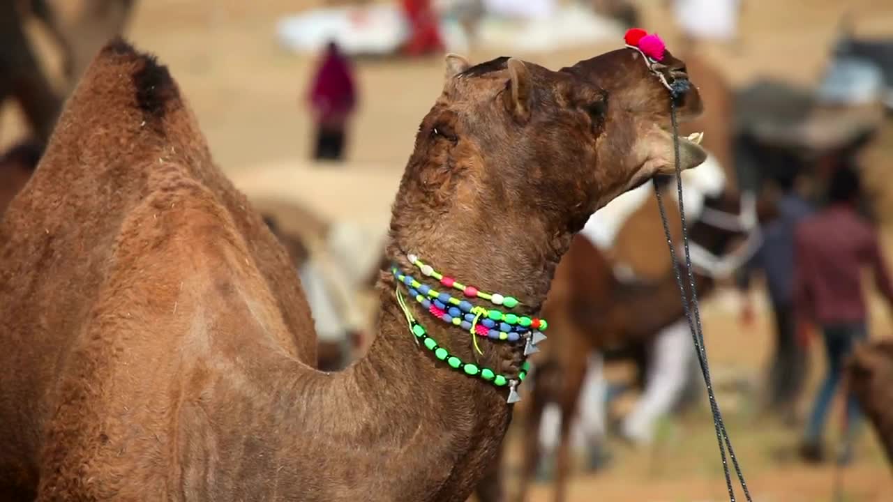 Download Stock Video Decorated Camel Chewing Live Wallpaper For PC