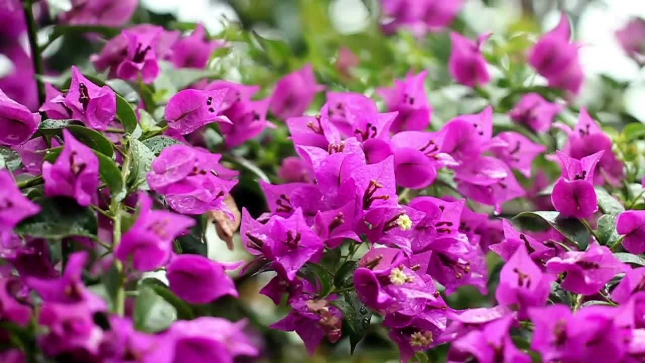 Download Stock Video Dark Purple Petals Live Wallpaper For PC