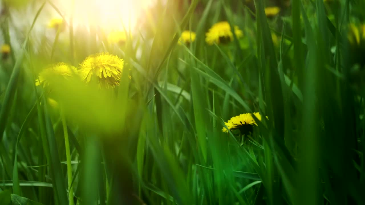 Download Stock Video Dandelions In The Forest Live Wallpaper For PC