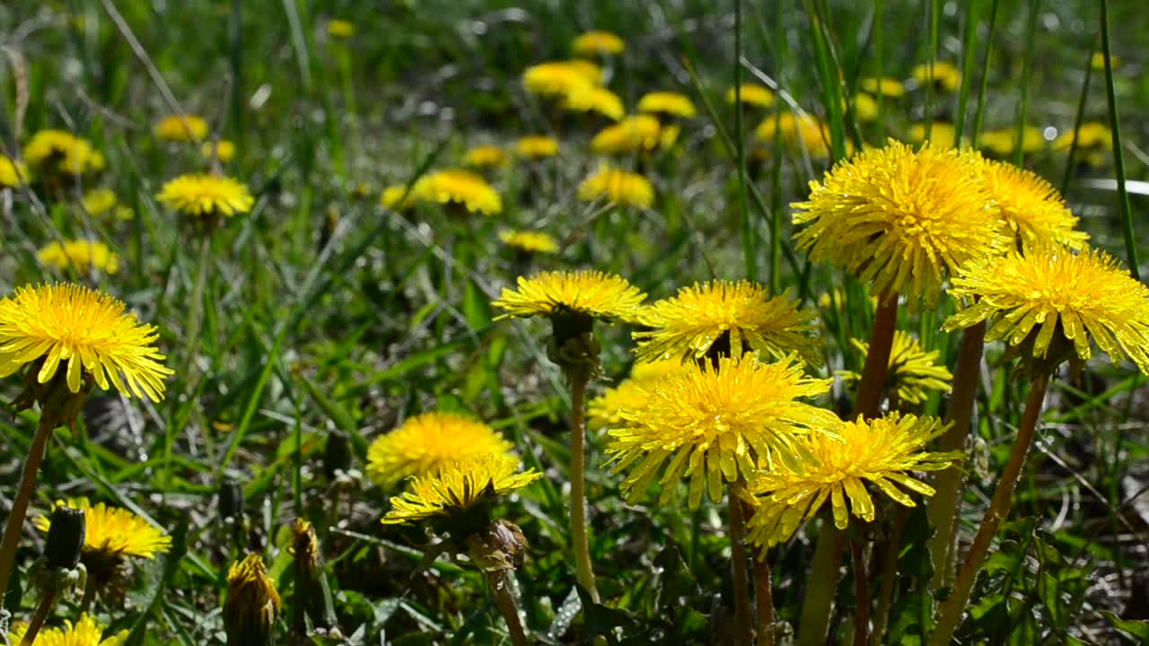 Download Stock Video Dandelions In The Breeze Live Wallpaper For PC