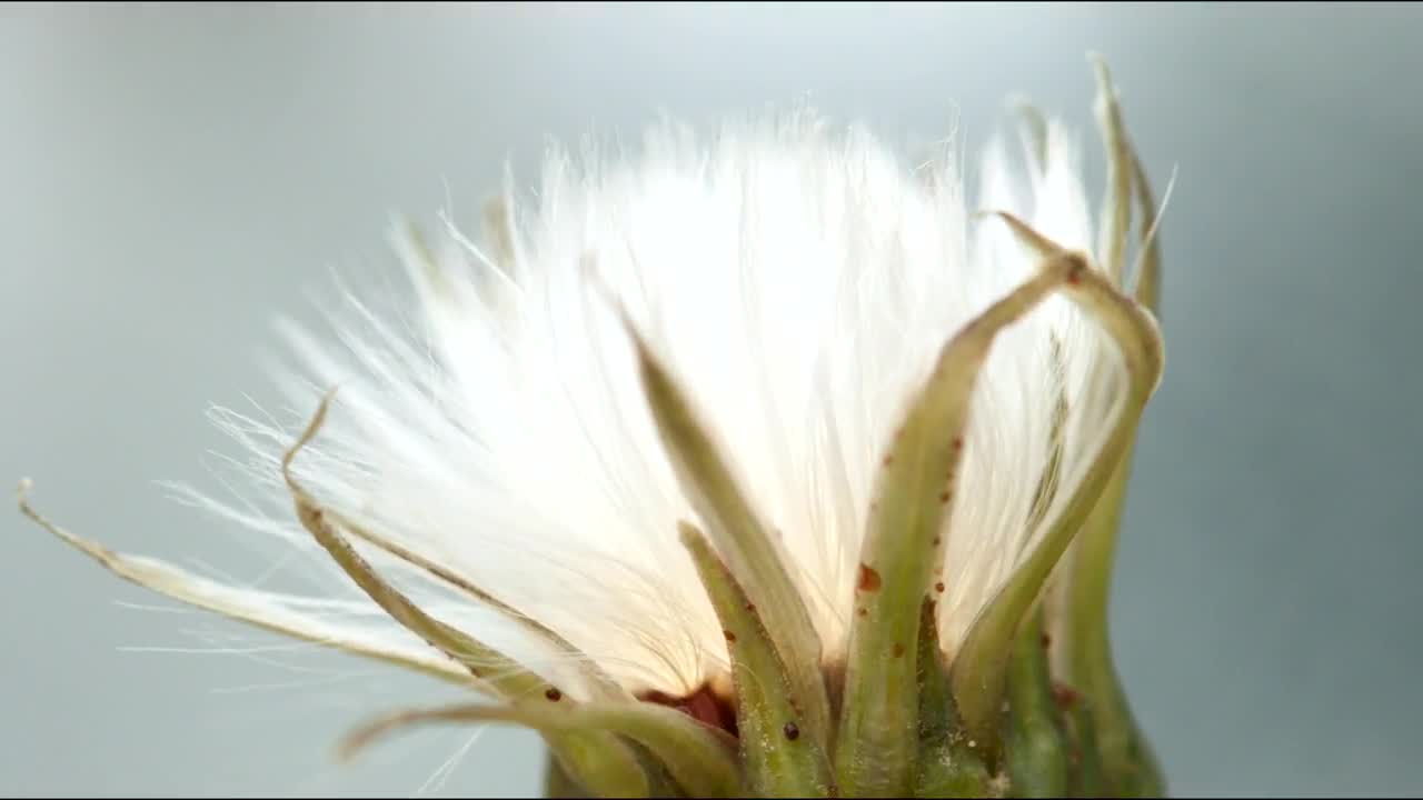 Download Stock Video Dandelion Opening Time Lapse Live Wallpaper For PC