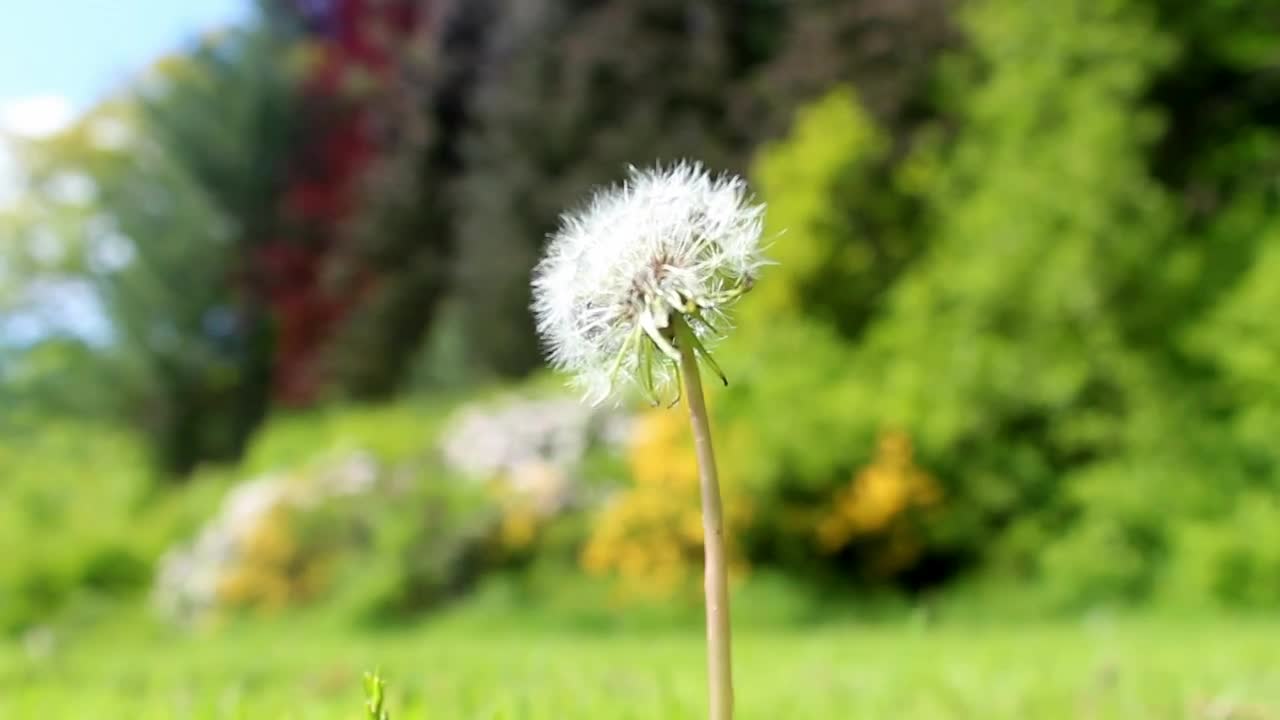 Download Stock Video Dandelion In A Forest Shallow Focus Shot Live Wallpaper For PC