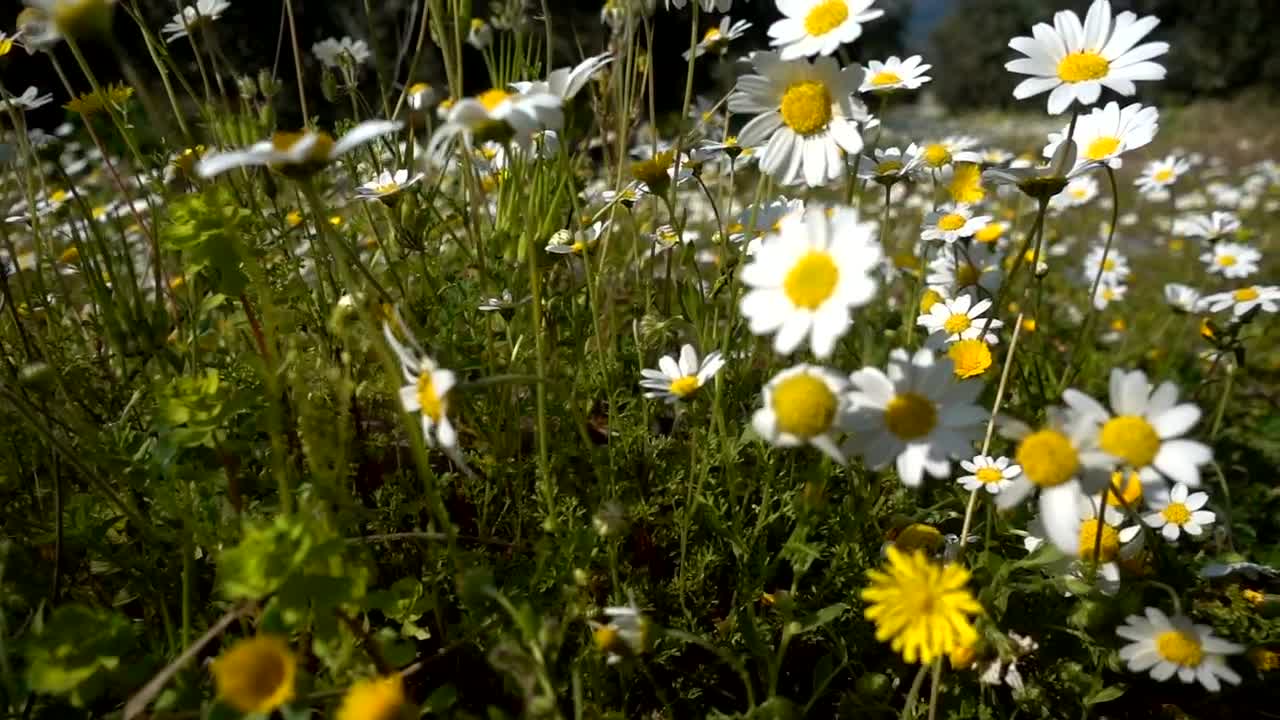 Download Stock Video Daisies In The Meadow Live Wallpaper For PC