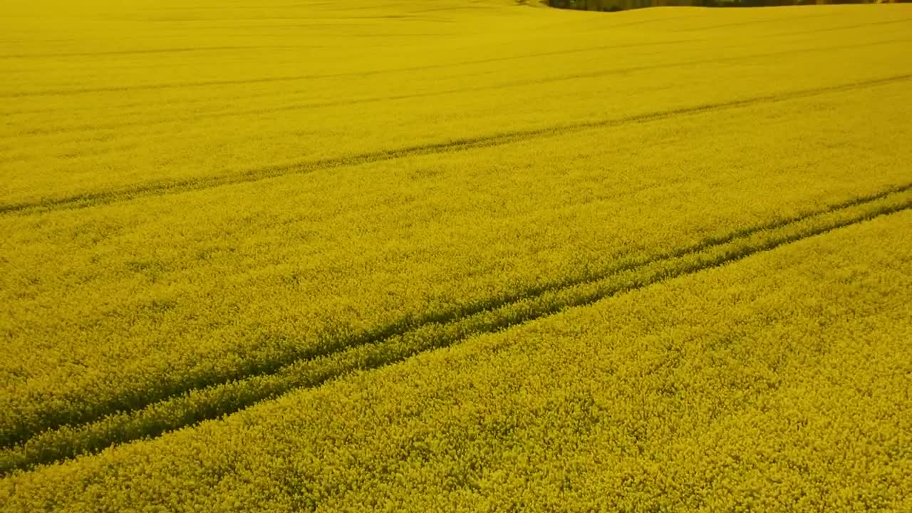 Download Stock Video Crops Ready To Be Harvested Live Wallpaper For PC