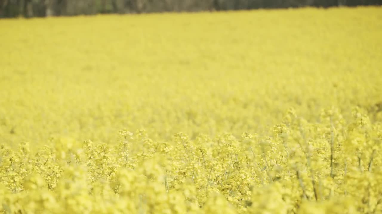 Download Stock Video Crops Blowing In The Breeze Live Wallpaper For PC