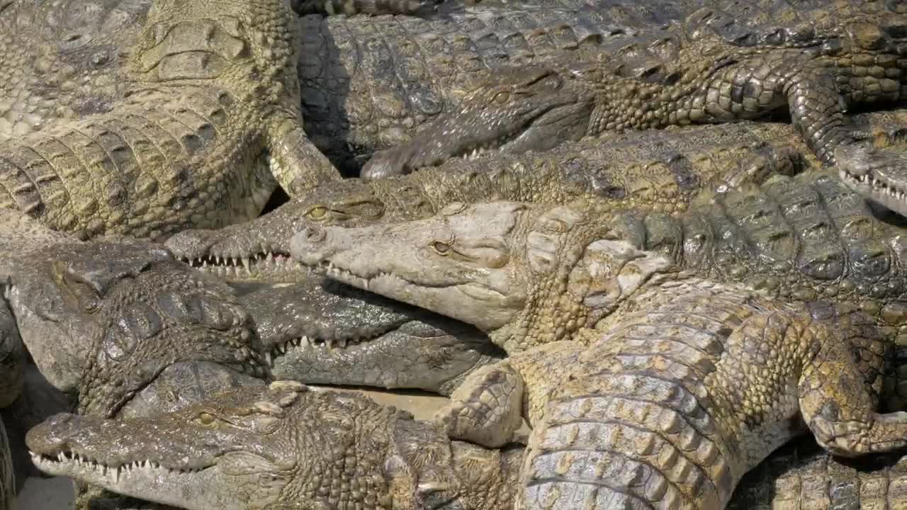 Download Stock Video Crocodiles Waiting For Food Live Wallpaper For PC