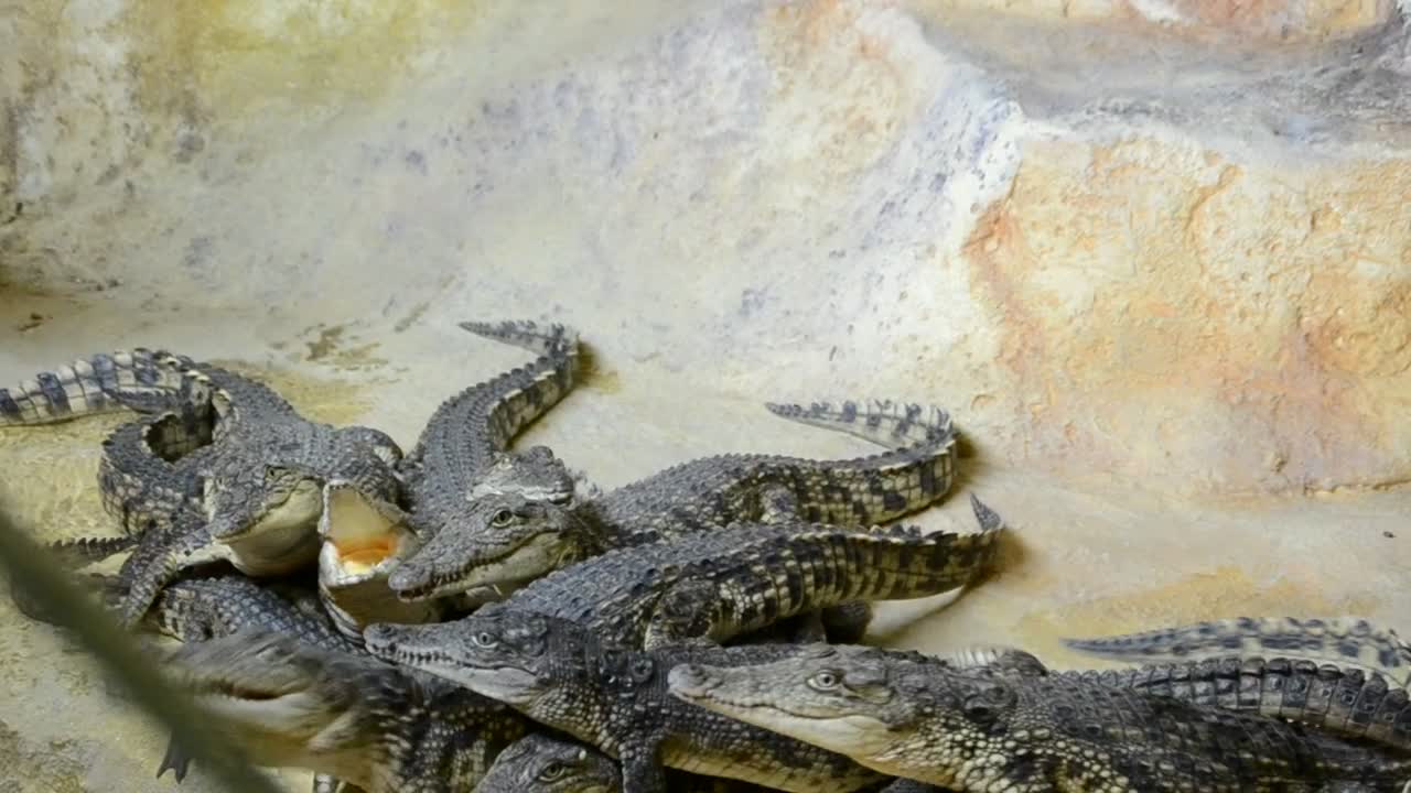 Download Stock Video Crocodiles Fighting For Food Live Wallpaper For PC