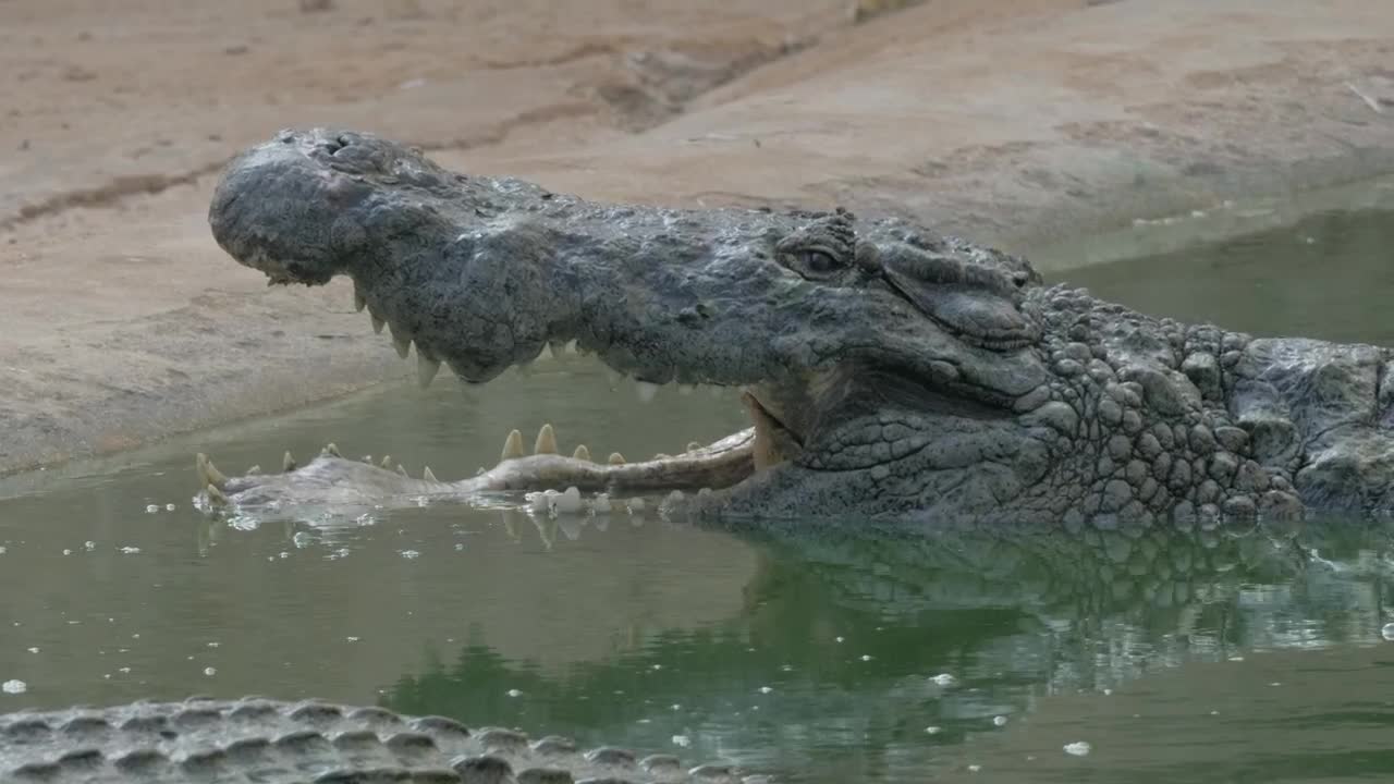 Download Stock Video Crocodile With An Open Mouth Live Wallpaper For PC