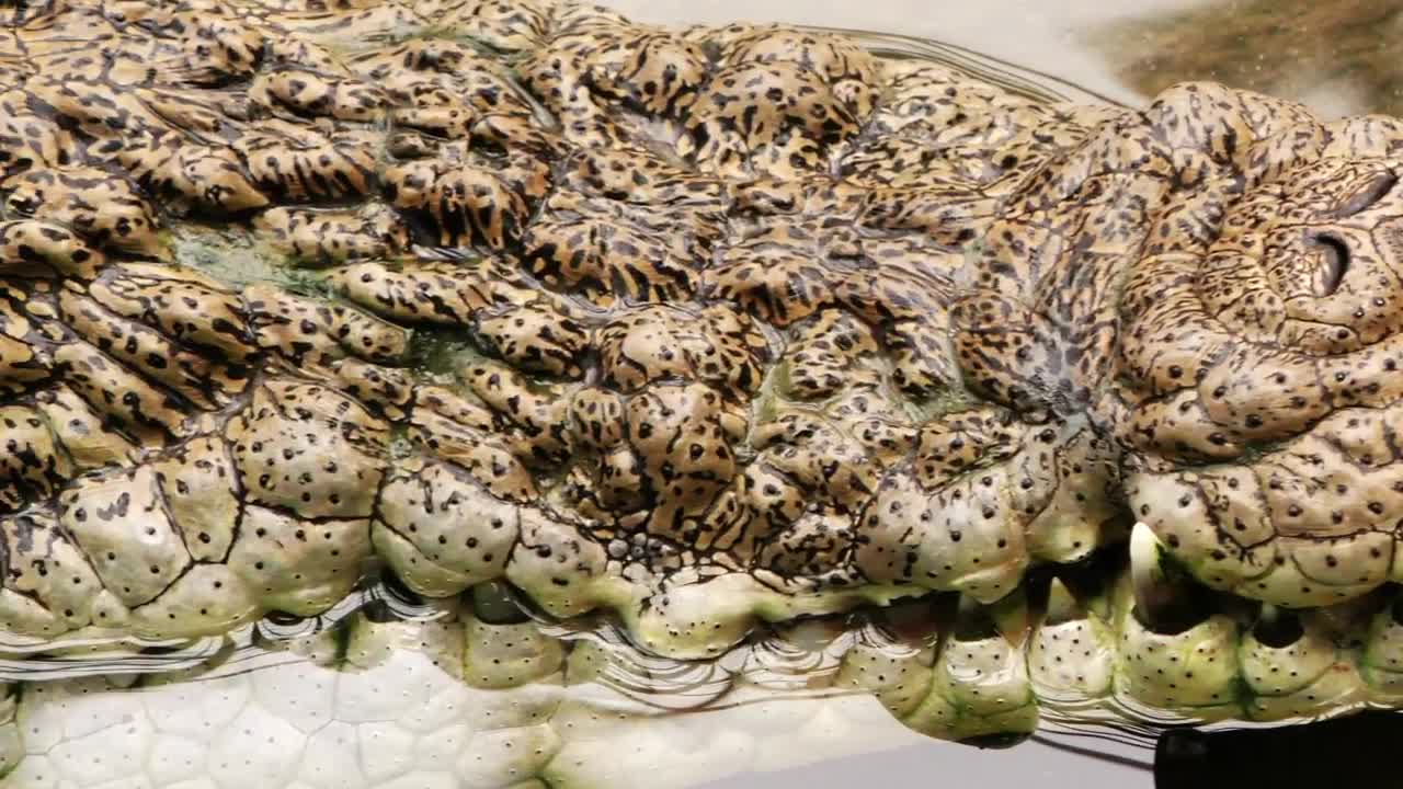 Download Stock Video Crocodile Skin Texture Live Wallpaper For PC