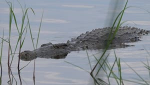 Download Stock Video Crocodile Lurking In The Lake Live Wallpaper For PC