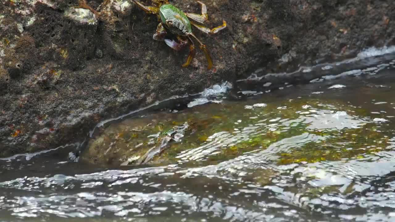 Download Stock Video Crabs Standing On A Rock Live Wallpaper For PC