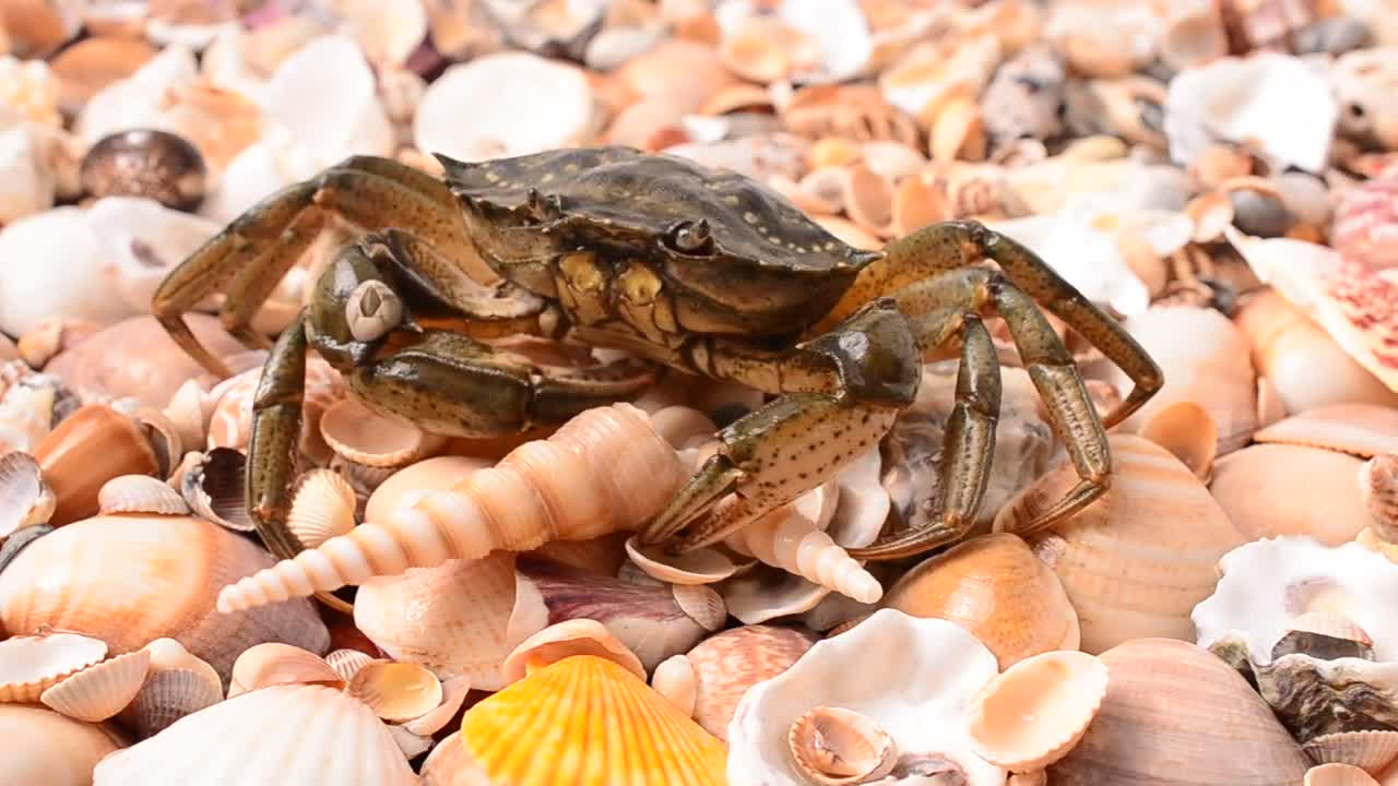 Download Stock Video Crab Walking Over Shells Live Wallpaper For PC