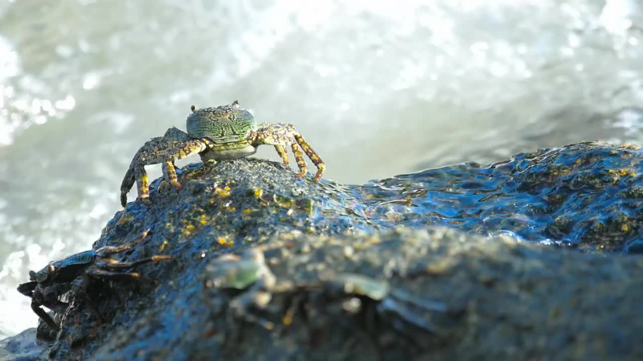 Download Stock Video Crab Standing On A Rock With Crashing Waves Live Wallpaper For PC