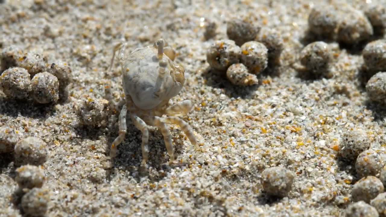 Download Stock Video Crab In The Beach Closeup Live Wallpaper For PC