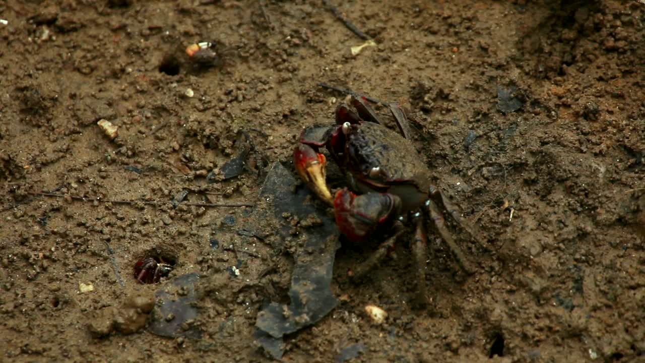 Download Stock Video Crab Eating In Dirty Mud Live Wallpaper For PC