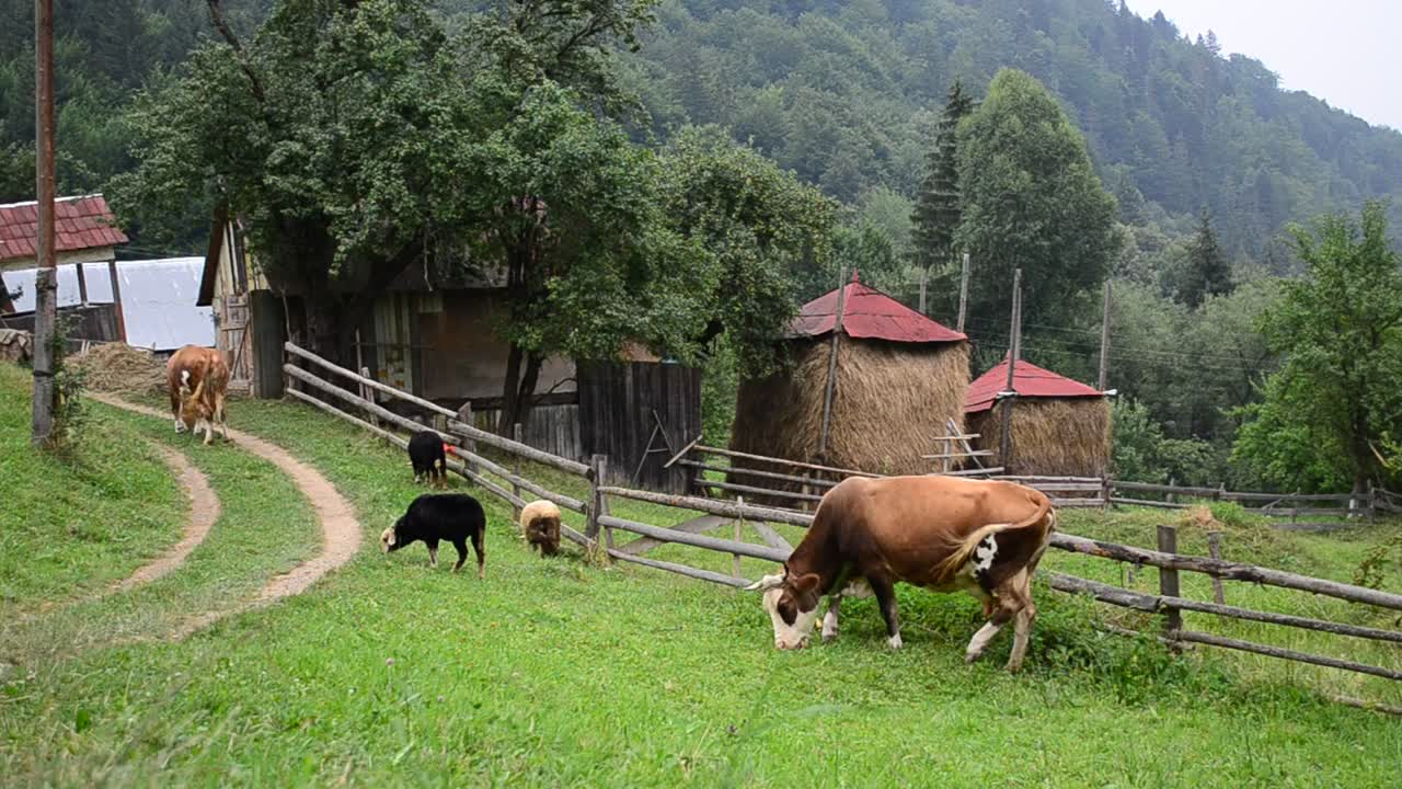 Download Stock Video Cows In A Mountain Farm Live Wallpaper For PC