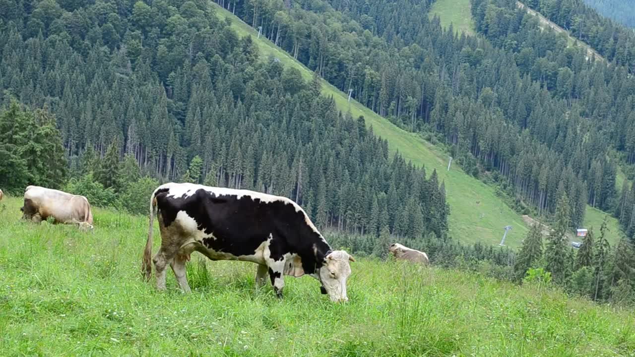 Download Stock Video Cows Grazing In The Hills Live Wallpaper For PC