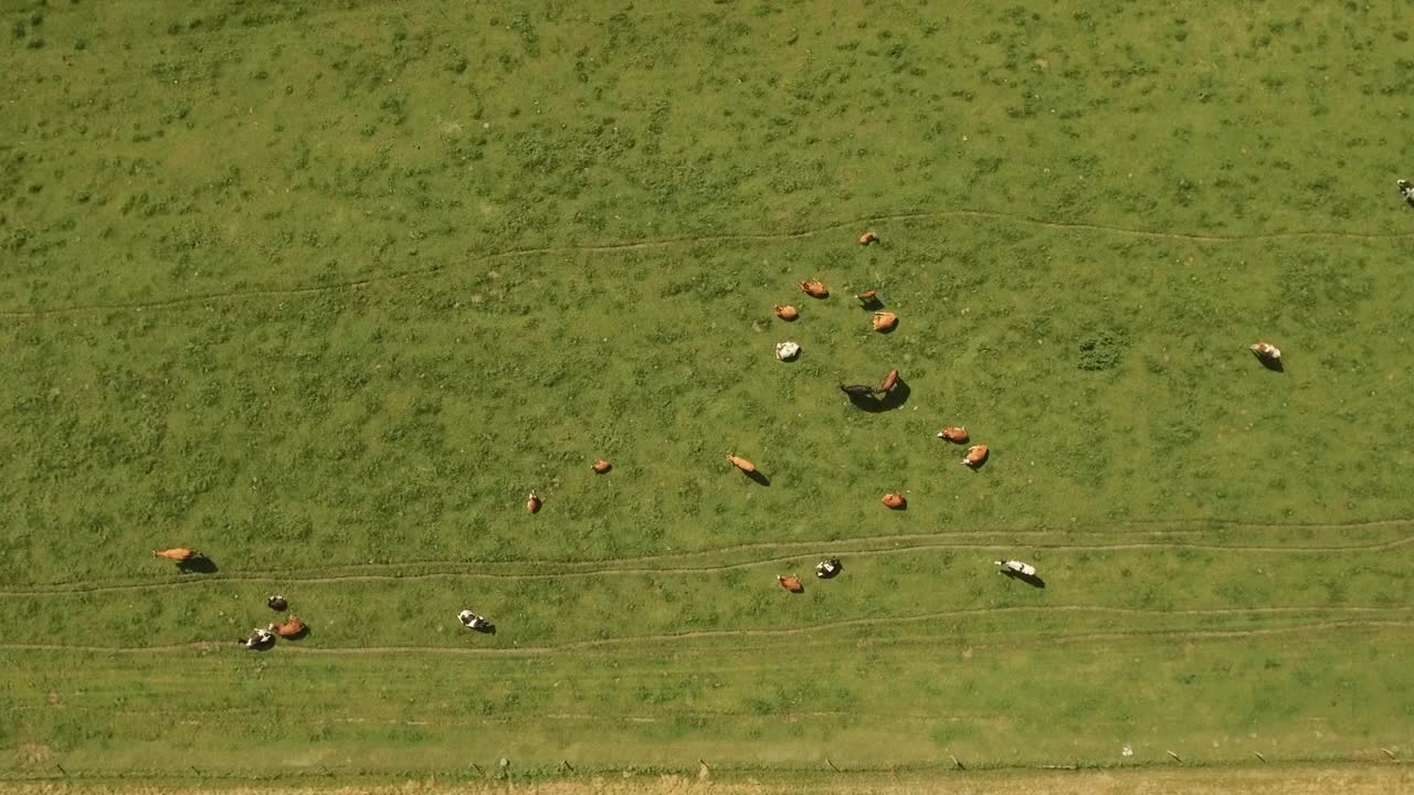 Download Stock Video Cows Grazing In A Field Live Wallpaper For PC