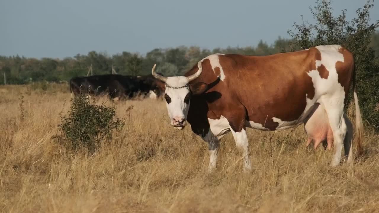 Download Stock Video Cows Feeding In The Countryside Live Wallpaper For PC