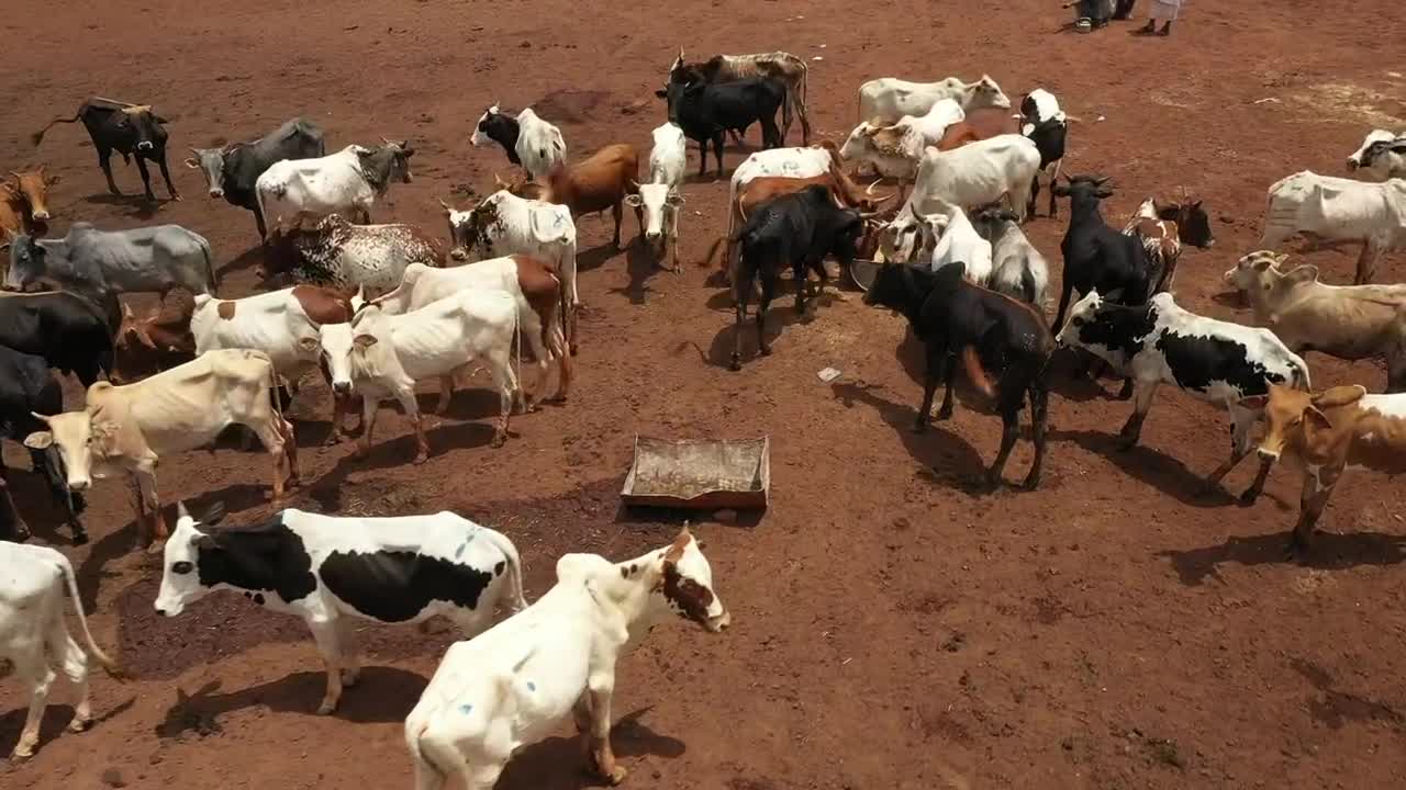 Download Stock Video Cows Feeding In A Dusty Field Live Wallpaper For PC