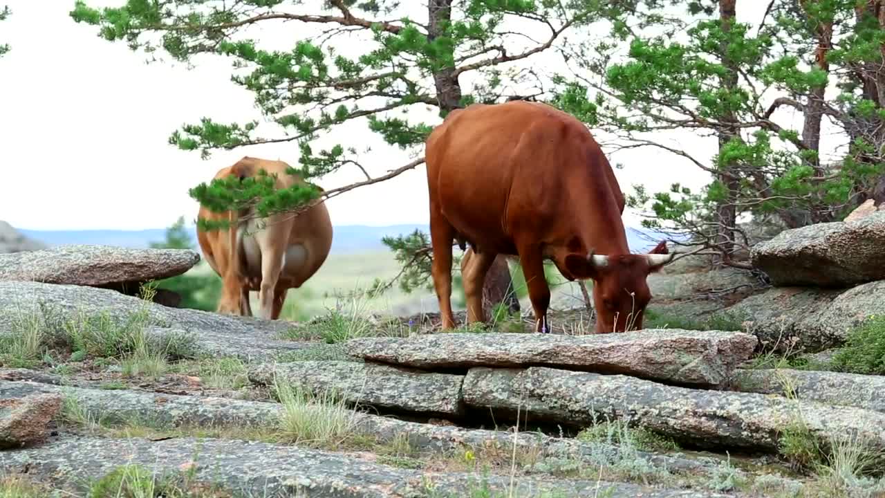 Download Stock Video Cows Eating In The Meadow Live Wallpaper For PC