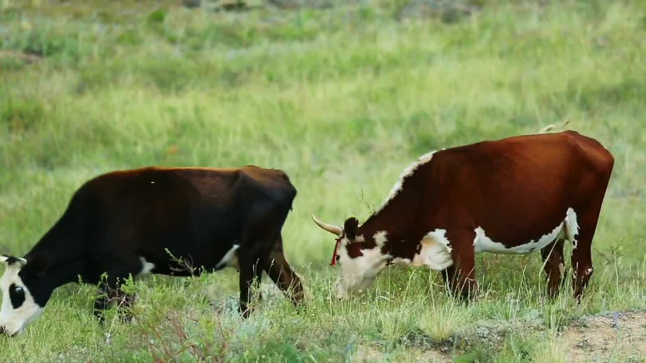 Download Stock Video Cows Eating Grass In The Countryside Live Wallpaper For PC