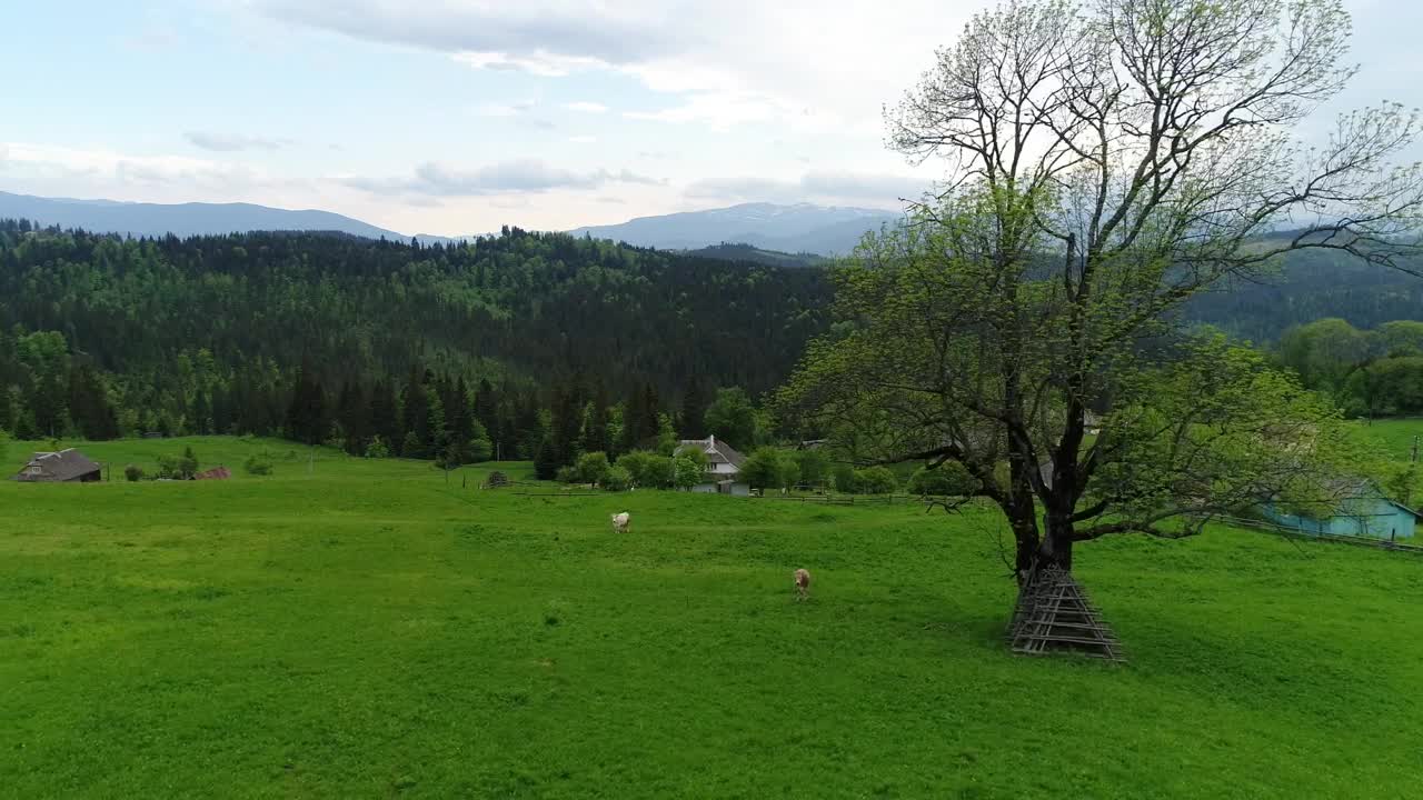 Download Stock Video Cows Eating Grass In A Pasture Field Live Wallpaper For PC