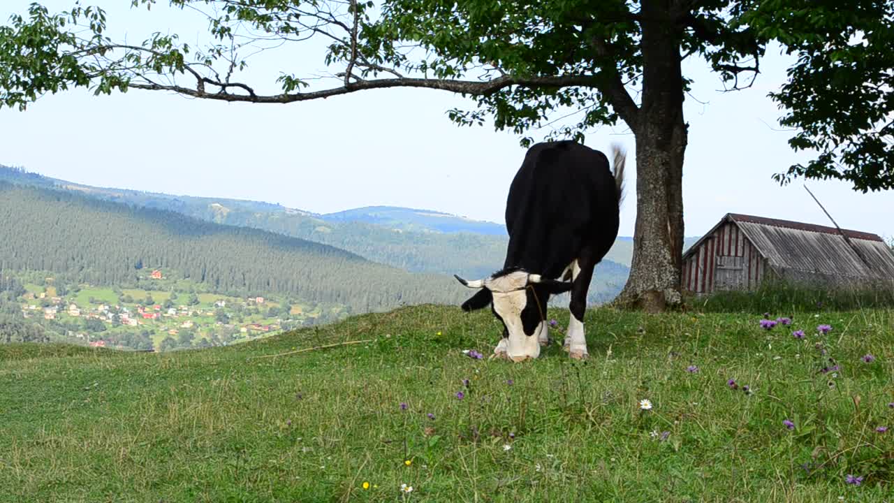 Download Stock Video Cow Grazing Near A Barn Live Wallpaper For PC